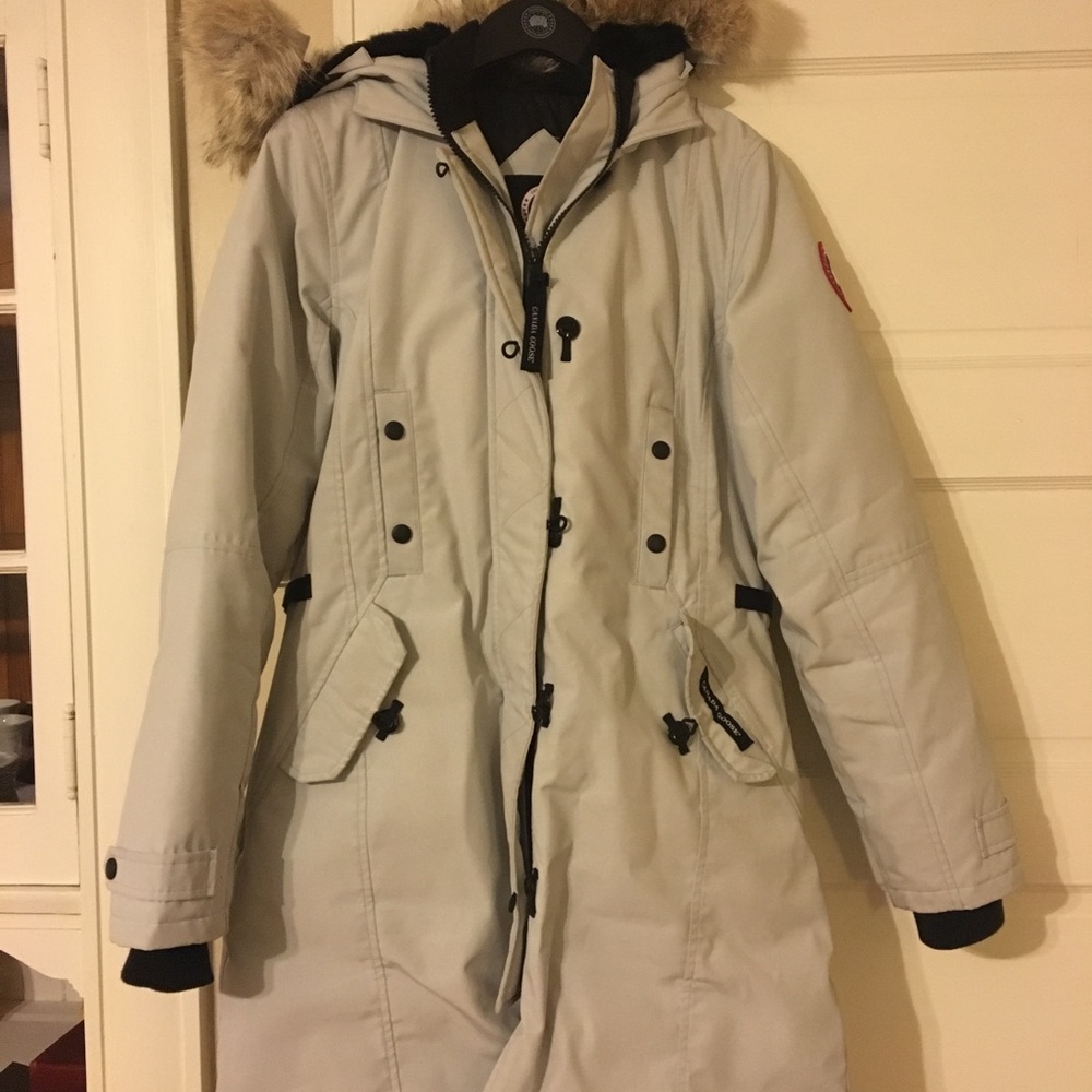 Canada goose